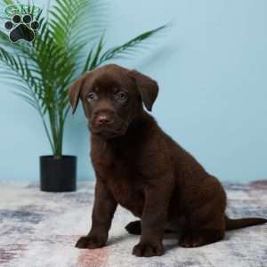 Trixie, Chocolate Labrador Retriever Puppy